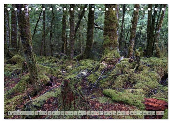 Produktbild: Prim&auml;rwald - Neuseeland (Tischkalender 2026 DIN A5 quer), CALVENDO Monatskalender