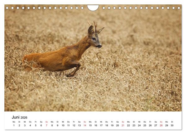 Produktbild: Unsere heimische Tierwelt (Wandkalender 2026 DIN A4 quer), CALVENDO Monatskalender
