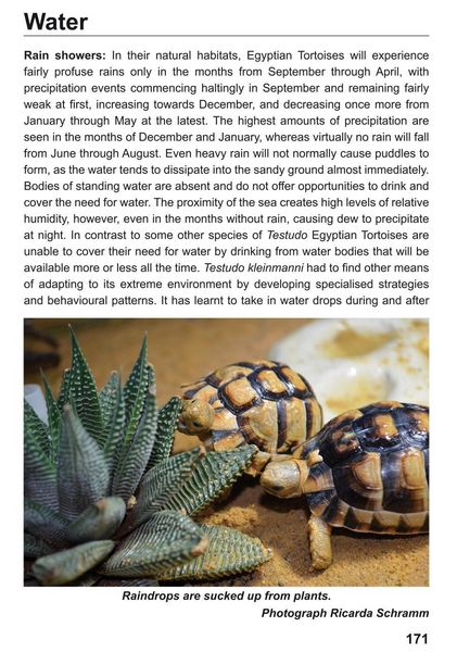 Produktbild: The Egyptian Tortoise, Testudo kleinmanni Lortet, 1883