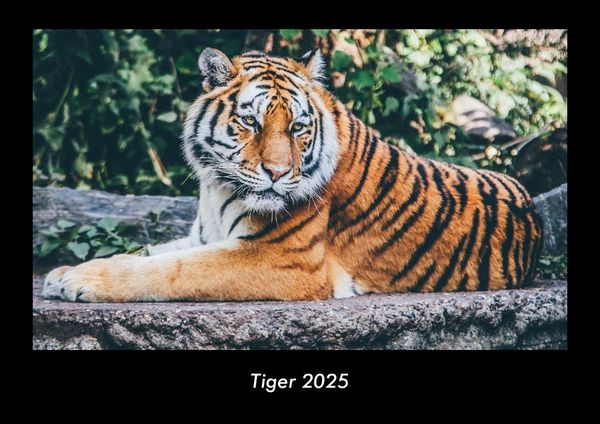 Produktbild: Tiger 2025 Fotokalender DIN A3