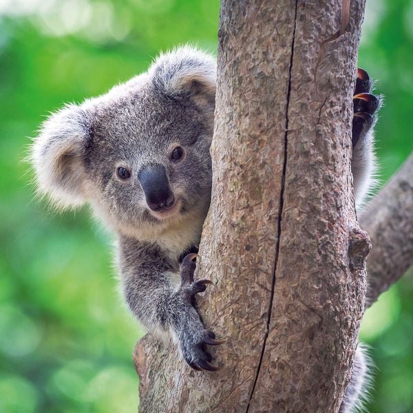 Produktbild: Koalas 2027