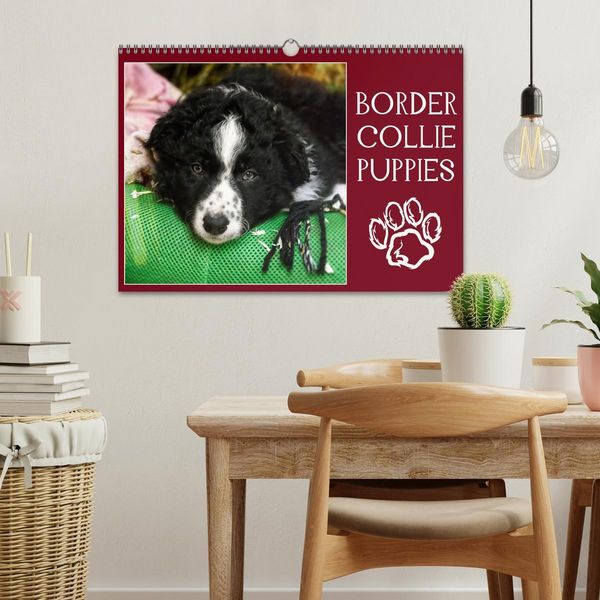 Produktbild: Border collie puppies (Calendrier mural 2026 DIN A3 vertical), CALVENDO calendrier mensuel