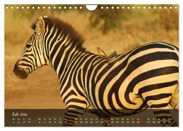 Produktbild: Wildes Ostafrika - Tansania und Kenia hautnah (Wandkalender 2026 DIN A4 quer), CALVENDO Monatskalender