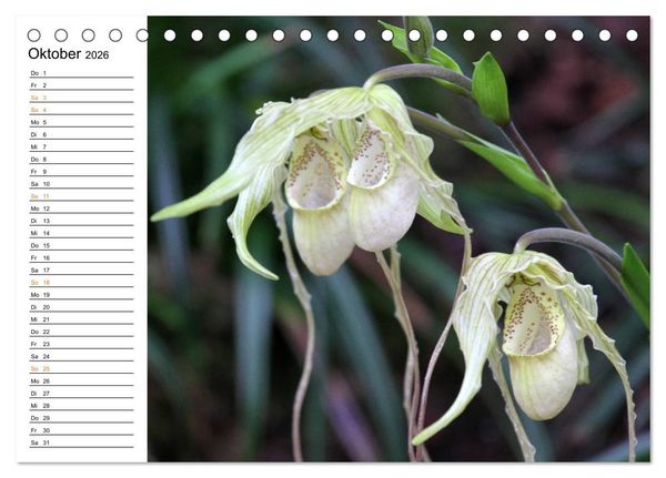 Produktbild: Prachtvolle Orchideen (Tischkalender 2026 DIN A5 quer), CALVENDO Monatskalender