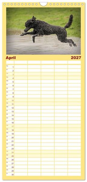 Produktbild: Familienplaner 2027 - Lockenw&ouml;lfe - Energieb&uuml;ndel Pudel mit 5 Spalten (Wandkalender, 21 x 45 cm) CALVENDO