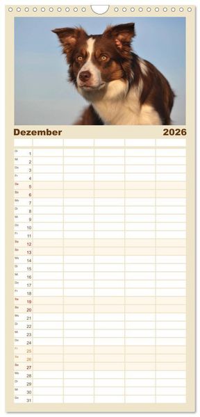 Produktbild: Familienplaner 2026 - Border Collie 2026 mit 5 Spalten (Wandkalender, 21 x 45 cm) CALVENDO