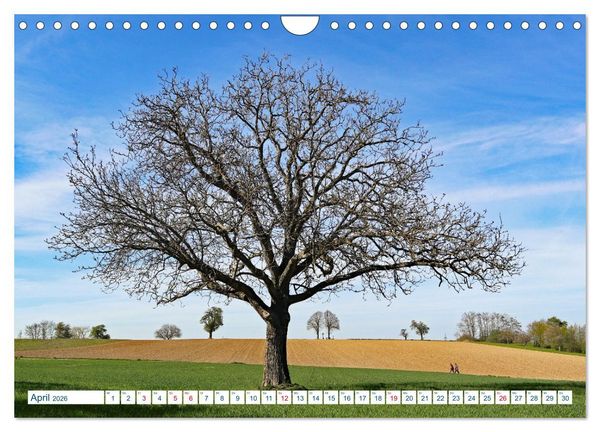 Produktbild: Ein Nussbaum von Januar bis Dezember (Wandkalender 2026 DIN A4 quer), CALVENDO Monatskalender