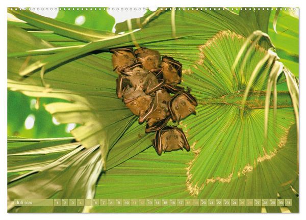 Produktbild: Flughunde: Vegetarische Drachenflieger (hochwertiger Premium Wandkalender 2026 DIN A2 quer), Kunstdruck in Hochglanz