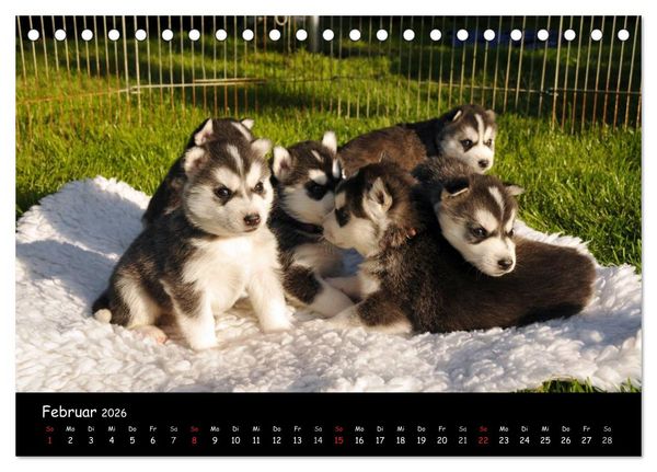 Produktbild: Huskys - Traumhunde (Tischkalender 2026 DIN A5 quer), CALVENDO Monatskalender