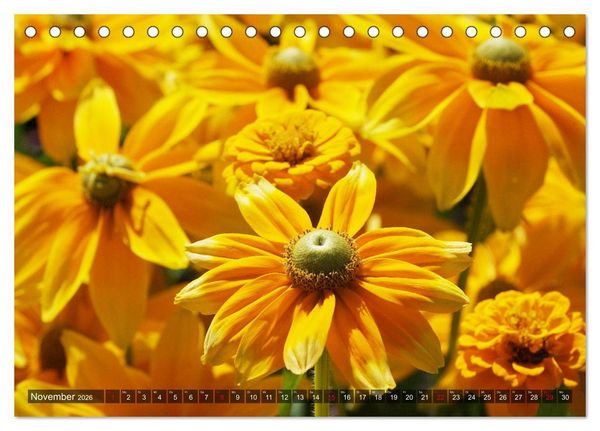 Produktbild: Sonnenhut im Garten (Tischkalender 2026 DIN A5 quer), CALVENDO Monatskalender