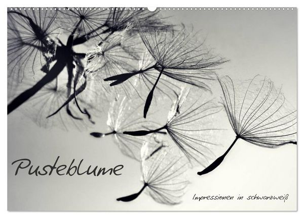 Produktbild: Pusteblume - Impressionen in schwarzwei&szlig; (Wandkalender 2026 DIN A2 quer), CALVENDO Monatskalender