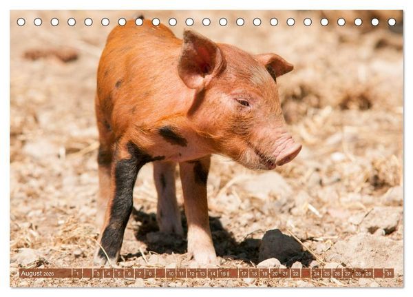 Produktbild: Gl&uuml;ckliche Schweine Berkshire-Iberico Ferkel (Tischkalender 2026 DIN A5 quer), CALVENDO Monatskalender