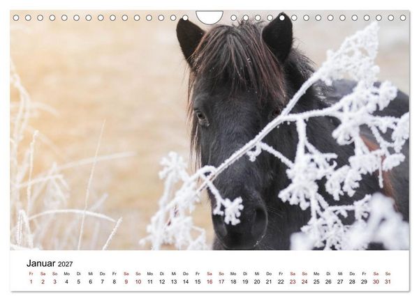 Produktbild: Islandpferde - Hufschlag aus Feuer und Eis (Wandkalender 2027 DIN A4 quer), CALVENDO Monatskalender
