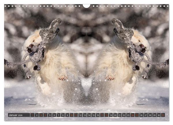 Produktbild: Mit doppelter Power durch das Jahr (Wandkalender 2026 DIN A3 quer), CALVENDO Monatskalender