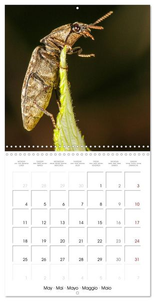 Produktbild: Natural beauty. Close-up insects (Wall Calendar 2026 12 &times; 12 Inch) CALVENDO 12 Month Wall Calendar