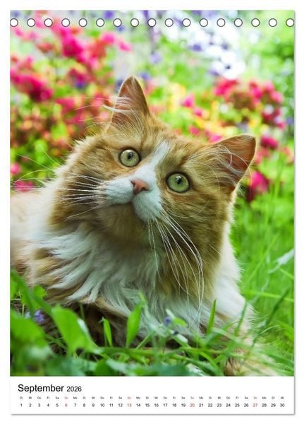 Produktbild: COUNTRY CATS (Tischkalender 2026 DIN A5 hoch), CALVENDO Monatskalender