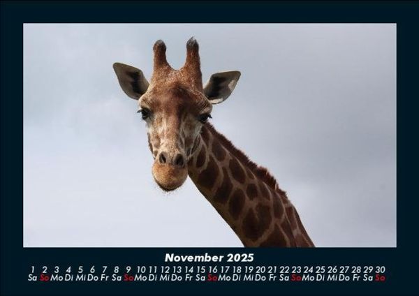 Produktbild: Giraffen 2025 Fotokalender DIN A5
