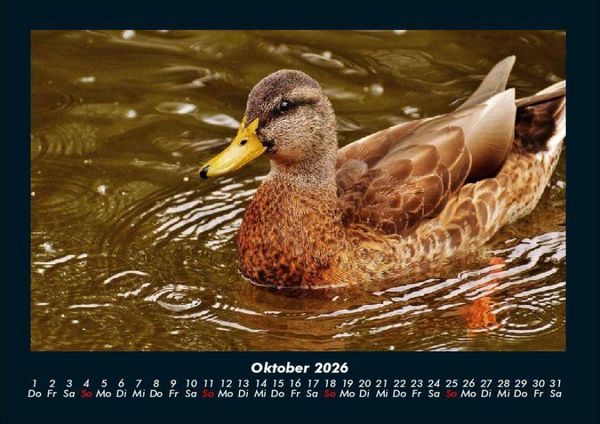 Produktbild: Enten 2026 Fotokalender DIN A4
