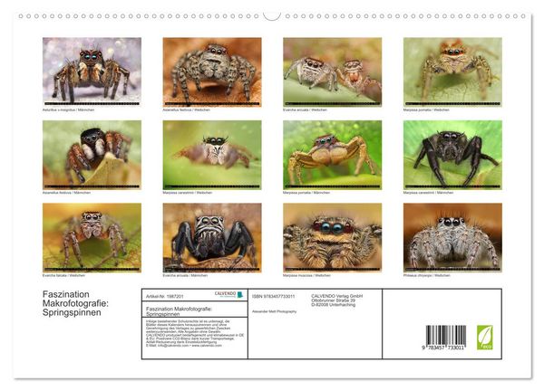 Produktbild: Faszination Makrofotografie: Springspinnen (hochwertiger Premium Wandkalender 2026 DIN A2 quer), Kunstdruck in Hochglanz