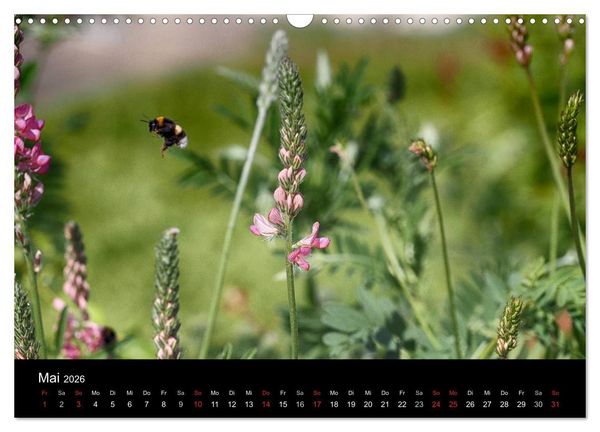 Produktbild: Hummelflug (Wandkalender 2026 DIN A3 quer), CALVENDO Monatskalender