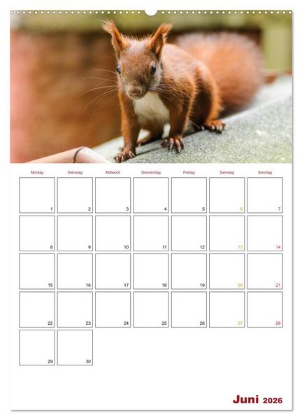 Produktbild: Eichh&ouml;rnchen Planer 2026 (hochwertiger Premium Wandkalender 2026 DIN A2 hoch), Kunstdruck in Hochglanz