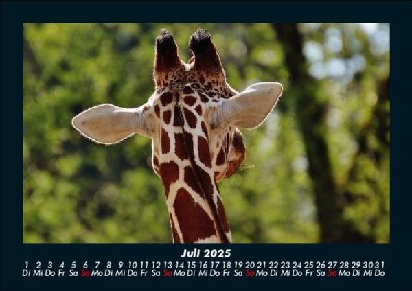 Produktbild: Giraffen 2025 Fotokalender DIN A5