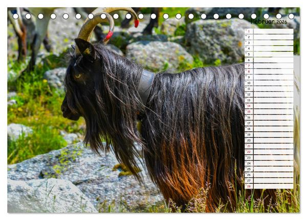 Produktbild: Ziegenfreude (Tischkalender 2026 DIN A5 quer), CALVENDO Monatskalender