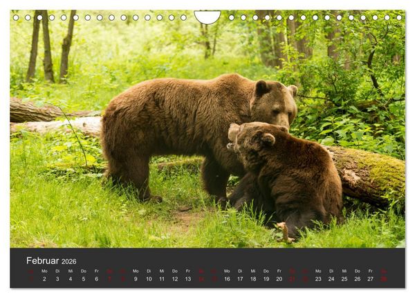 Produktbild: Die grossen B&auml;rentatzen (Wandkalender 2026 DIN A4 quer), CALVENDO Monatskalender