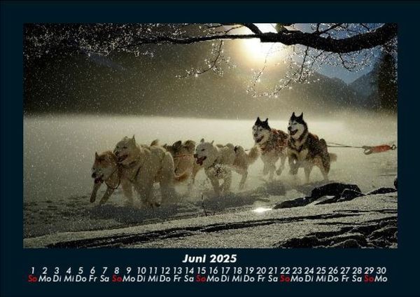 Produktbild: Hunde 2025 Fotokalender DIN A5