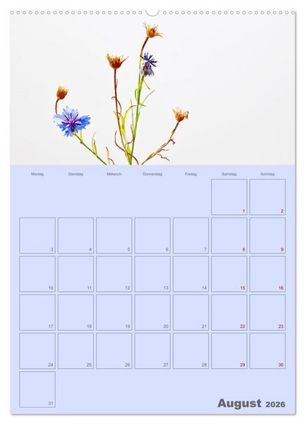 Produktbild: Blumenmetamorphosen (Wandkalender 2026 DIN A2 hoch), CALVENDO Monatskalender