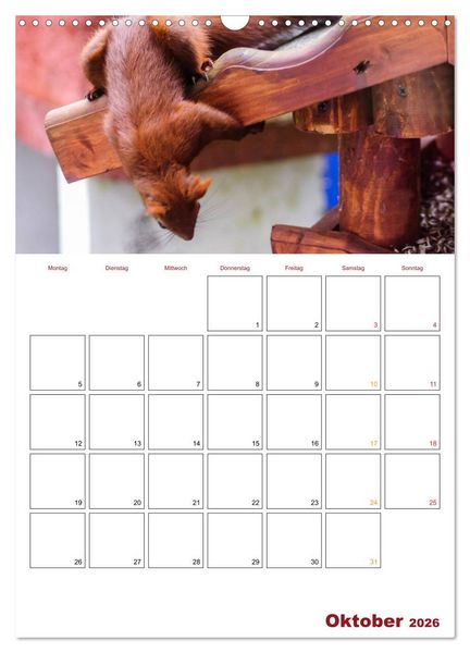 Produktbild: Eichh&ouml;rnchen Planer 2026 (Wandkalender 2026 DIN A3 hoch), CALVENDO Monatskalender