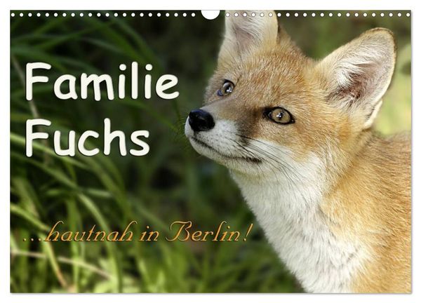 Produktbild: Familie Fuchs hautnah in Berlin (Wandkalender 2026 DIN A3 quer), CALVENDO Monatskalender