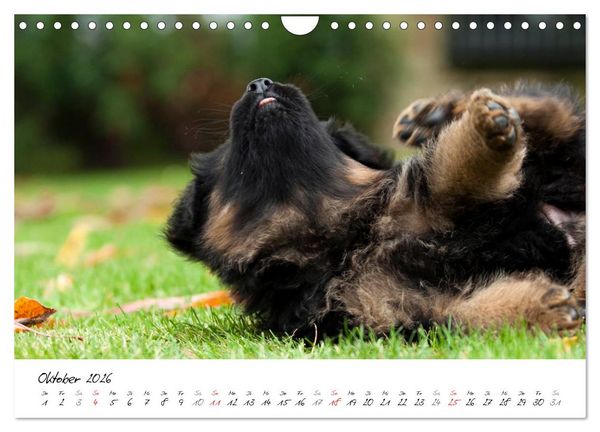 Produktbild: Deutscher Sch&auml;ferhund - Welpen / CH-Version (Wandkalender 2026 DIN A4 quer), CALVENDO Monatskalender