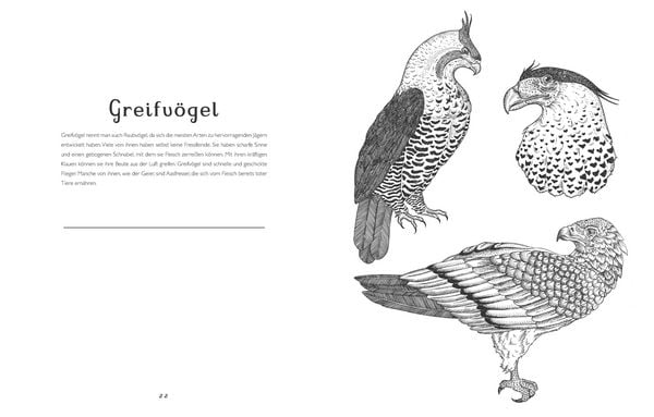 Produktbild: Das Museum der Tiere. Mein Malbuch