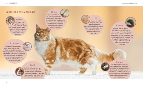 Produktbild: Maine Coon