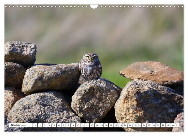 Produktbild: V&ouml;gel in der Extremadura (Wandkalender 2027 DIN A3 quer), CALVENDO Monatskalender