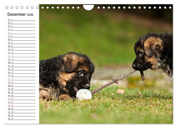 Produktbild: Deutscher Sch&auml;ferhund - Welpen (Wandkalender 2026 DIN A4 quer), CALVENDO Monatskalender