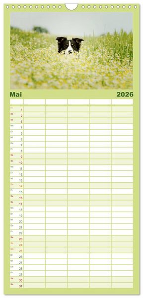 Produktbild: Familienplaner 2026 - Der Bordercollie-Kalender mit 5 Spalten (Wandkalender, 21 x 45 cm) CALVENDO