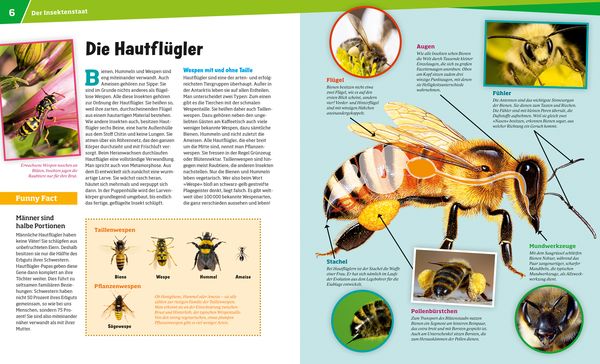 WAS IST WAS Band 19 Bienen und Wespen. Flüssiges Gold und spitzer Stachel