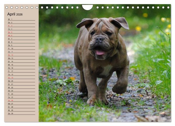 Produktbild: Bulldoggen-Kinder (Wandkalender 2026 DIN A4 quer), CALVENDO Monatskalender