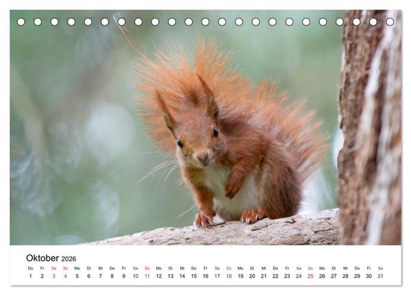 Produktbild: Eichh&ouml;rnchen - Kleine Kobolde im Roten Pelz (Tischkalender 2026 DIN A5 quer), CALVENDO Monatskalender