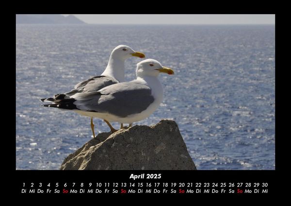 Produktbild: M&ouml;wen 2025 Fotokalender DIN A3