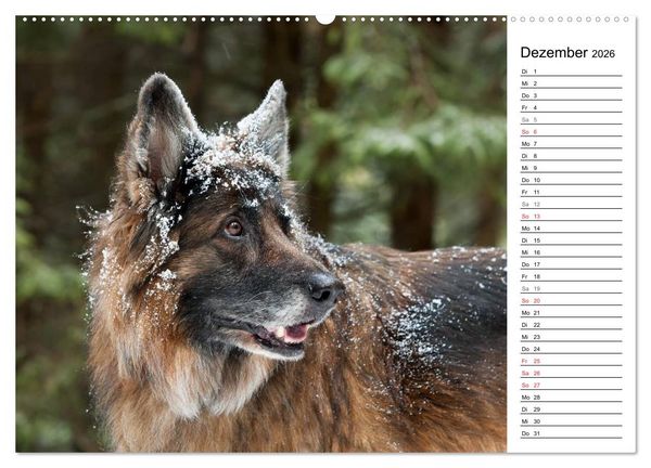 Produktbild: Zauberhafte Langhaar Sch&auml;ferhunde (hochwertiger Premium Wandkalender 2026 DIN A2 quer), Kunstdruck in Hochglanz