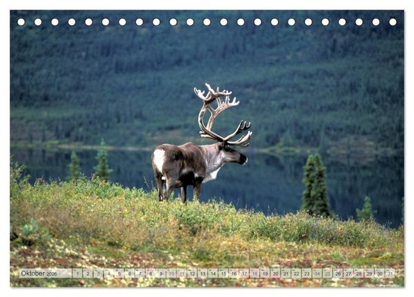 Produktbild: Wildes Alaska Christian Heeb (Tischkalender 2026 DIN A5 quer), CALVENDO Monatskalender
