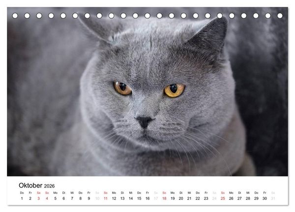Produktbild: Briten B&auml;rchen &ndash; Britsch Kurzhaar 2026 (Tischkalender 2026 DIN A5 quer), CALVENDO Monatskalender