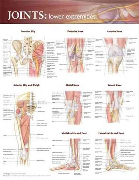 Produktbild: Joints of the Lower Extremities Anatomical Chart