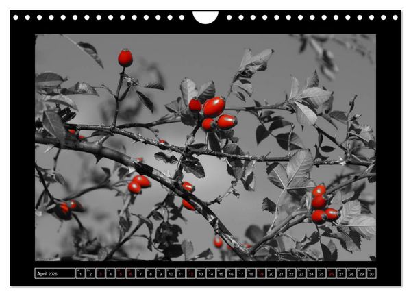 Produktbild: Schwarz-Wei&szlig;-Rot (Wandkalender 2026 DIN A4 quer), CALVENDO Monatskalender