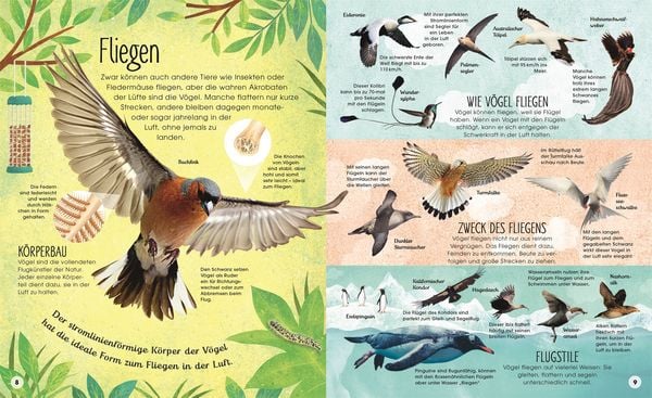 Produktbild: Die schillernde Welt der V&ouml;gel
