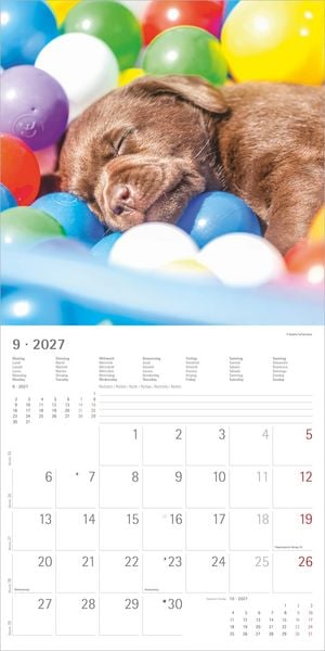 Produktbild: Labrador Retriever 2027