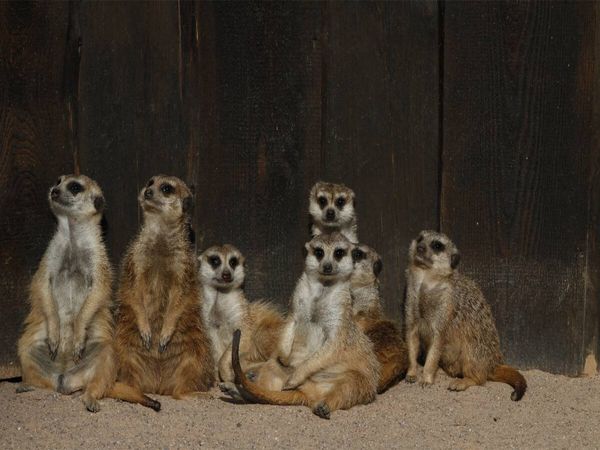 Produktbild: CALVENDO Puzzle Erdm&auml;nnchen | 1000 Teile Lege-Gr&ouml;&szlig;e 64x48cm Foto-Puzzle f&uuml;r gl&uuml;ckliche Stunden